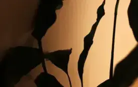 goa_sezon_pierwszy (13)