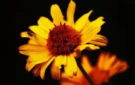 goa_sezon_pierwszy (3)