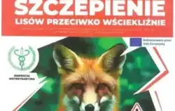 Szczepenie lisów przeciwko wściekliźnie
