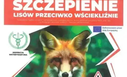 Szczepenie lisów przeciwko wściekliźnie